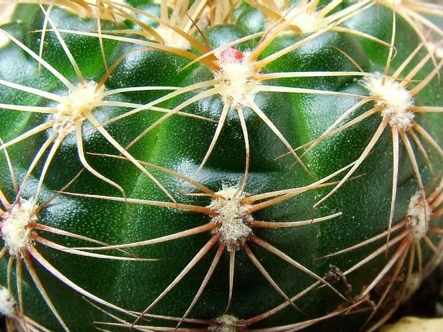 Gymnocalycium_ mesopotamicum_ P124 'Spiral Bound' 03